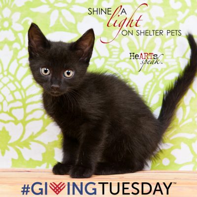 Shine a Light on Shelter Pets | #GivingTuesday