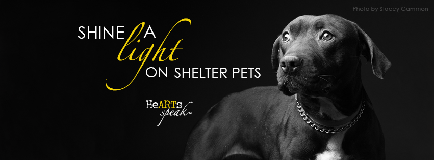 Shine a Light on Shelter Pets