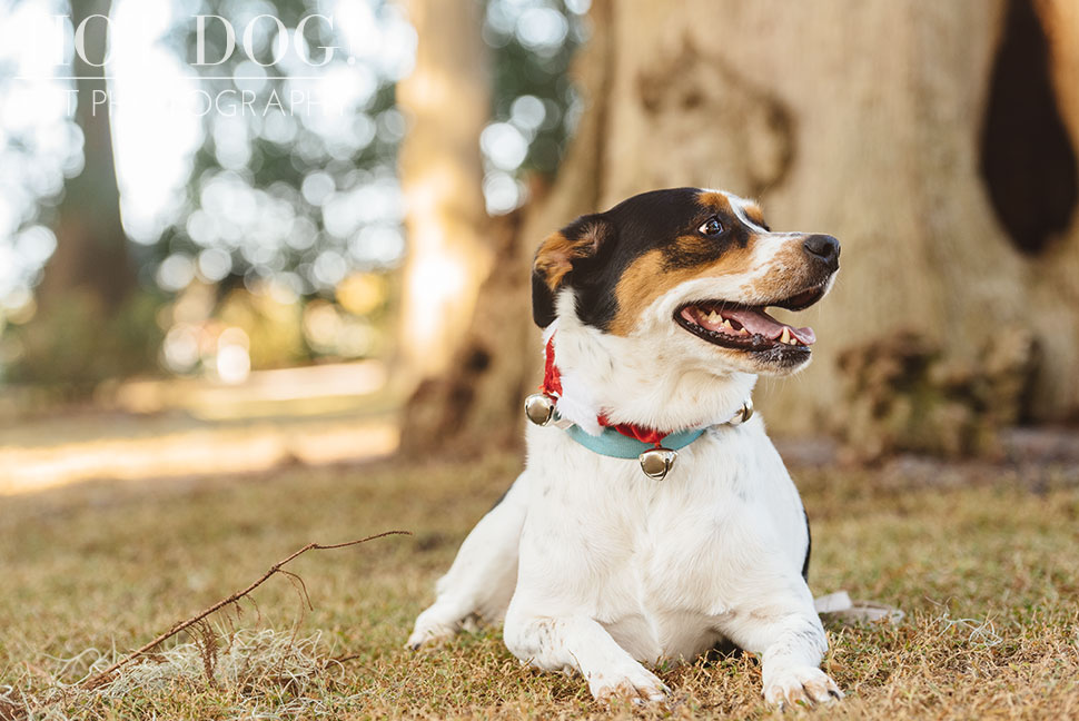 Tank and Coral | Winter Park Pet Photography