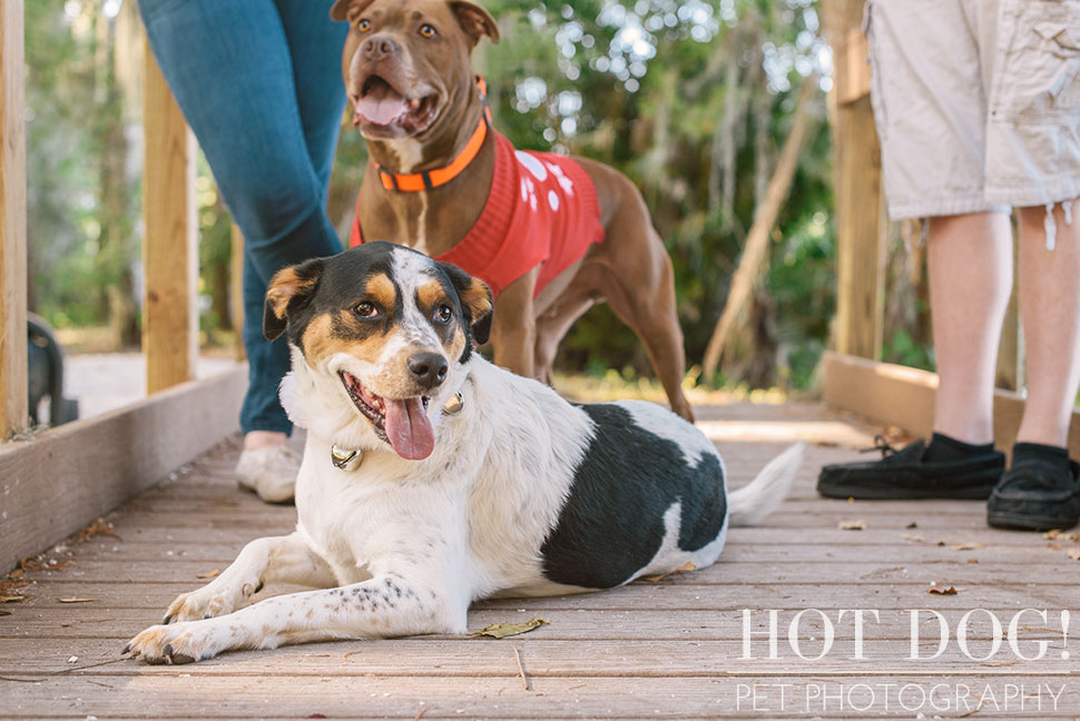 Tank and Coral | Winter Park Pet Photography