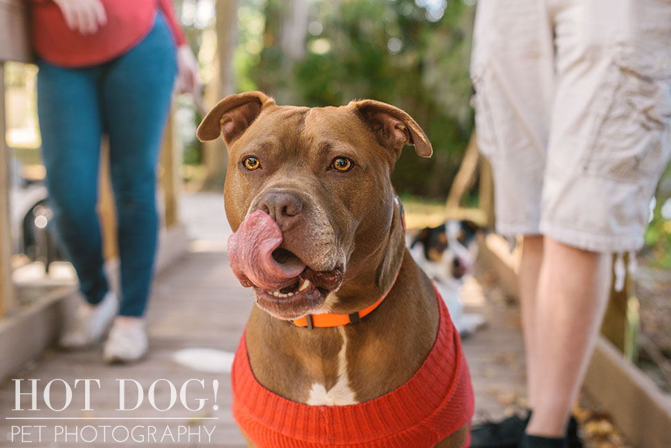 Tank and Coral | Winter Park Pet Photography