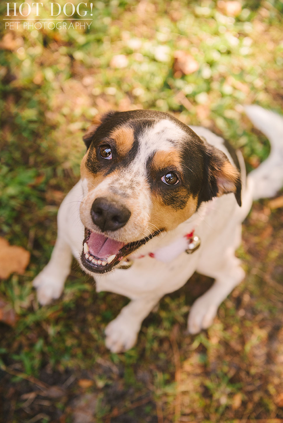 Tank and Coral | Winter Park Pet Photography