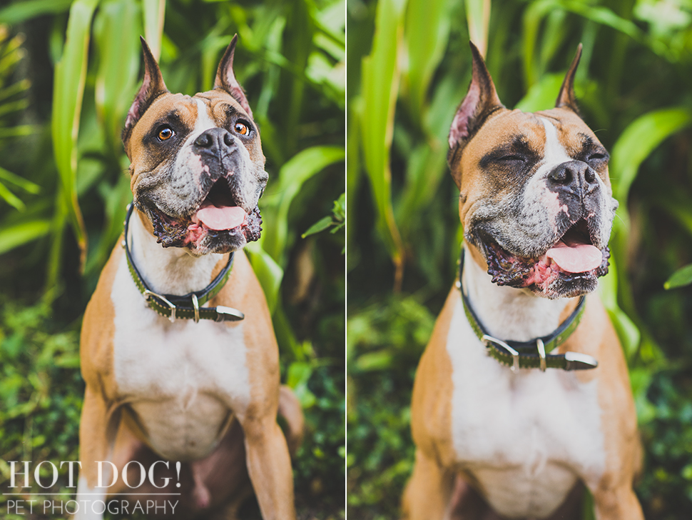 Brutus the Boxer and Csonka the Bulldog | Orlando Pet Photography