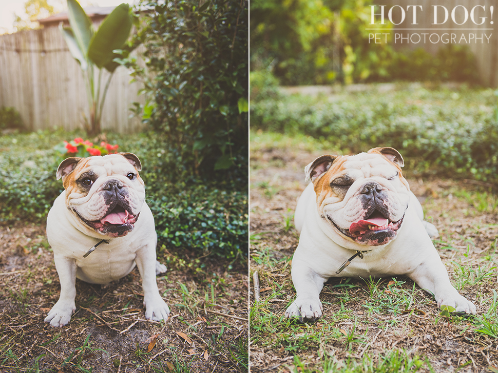 Brutus the Boxer and Csonka the Bulldog | Orlando Pet Photography