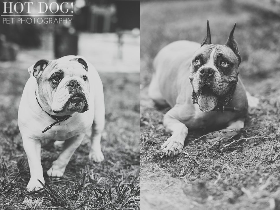 Brutus the Boxer and Csonka the Bulldog | Orlando Pet Photography