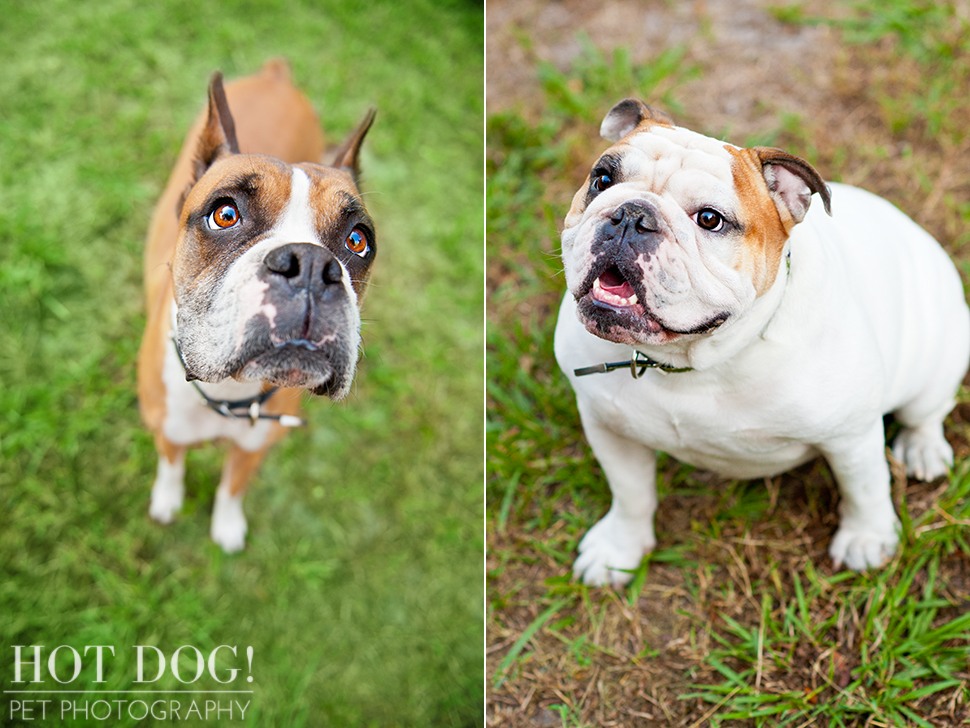 Brutus the Boxer and Csonka the Bulldog | Orlando Pet Photography