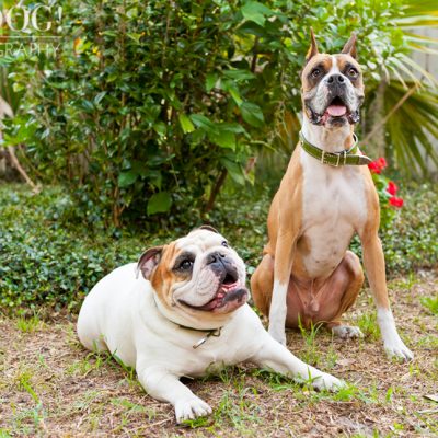 Brutus the Boxer and Csonka the Bulldog | Orlando Pet Photography