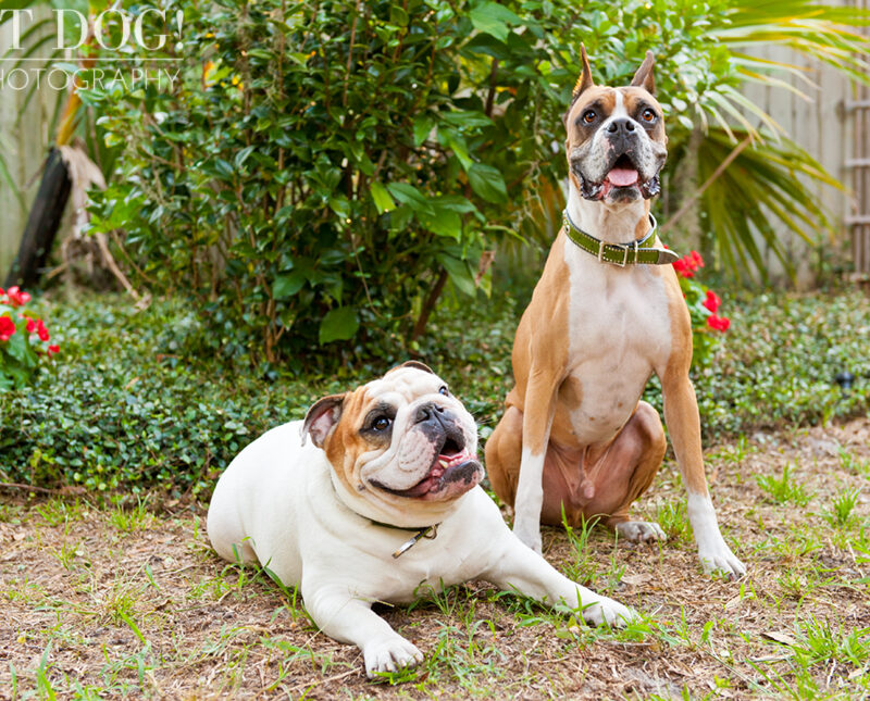 Brutus the Boxer and Csonka the Bulldog | Orlando Pet Photography