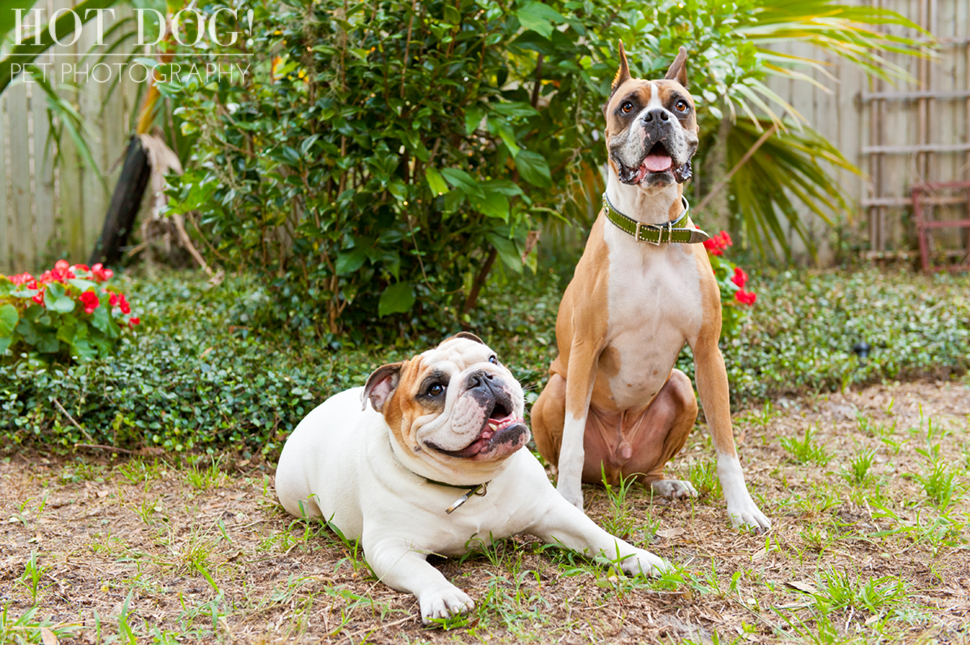 Brutus the Boxer and Csonka the Bulldog | Orlando Pet Photography