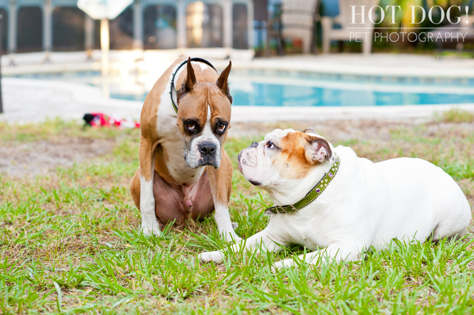 Brutus the Boxer and Csonka the Bulldog | Orlando Pet Photography