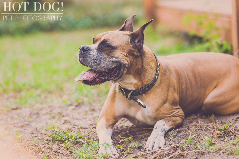 Brutus the Boxer and Csonka the Bulldog | Orlando Pet Photography