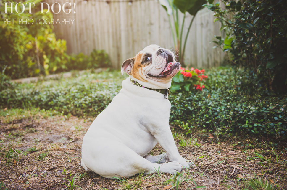 Brutus the Boxer and Csonka the Bulldog | Orlando Pet Photography