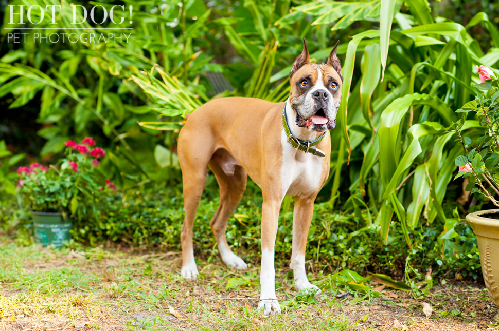 Brutus the Boxer and Csonka the Bulldog | Orlando Pet Photography