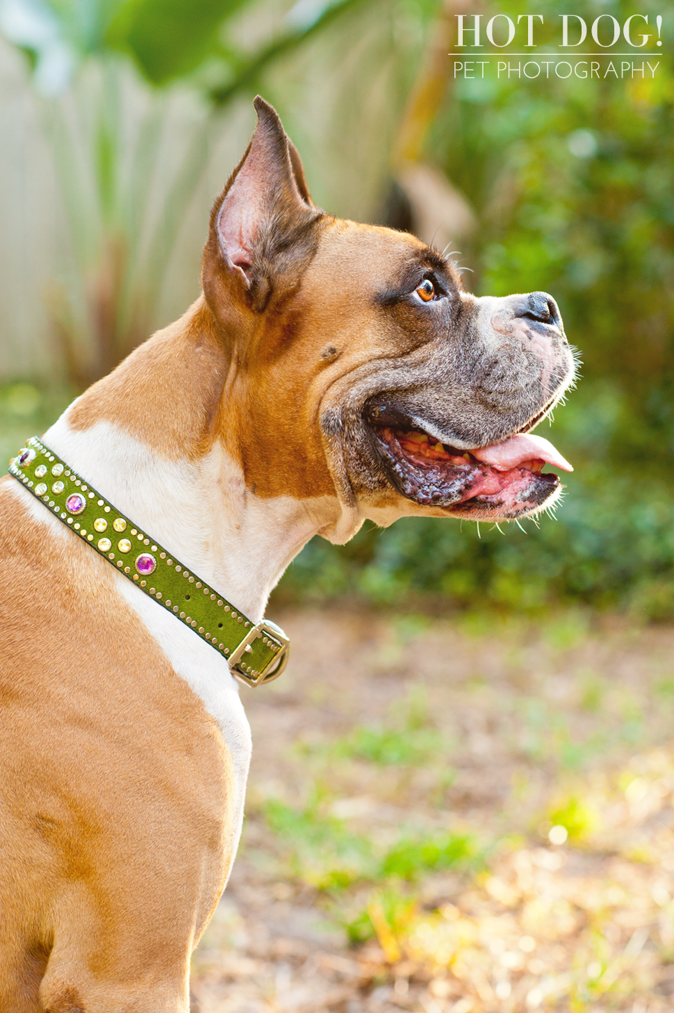 Brutus the Boxer and Csonka the Bulldog | Orlando Pet Photography