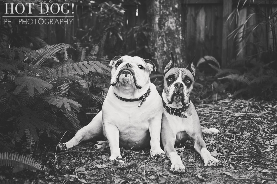 Brutus the Boxer and Csonka the Bulldog | Orlando Pet Photography