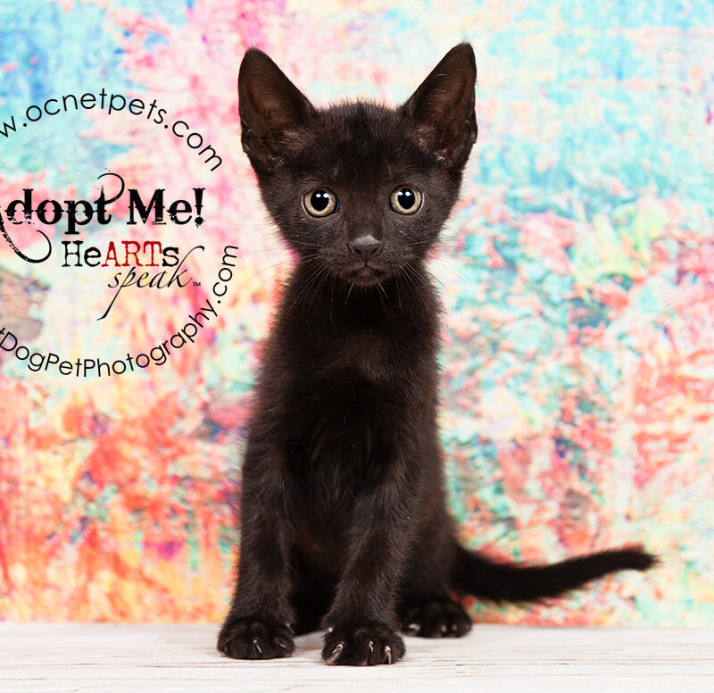 Free Cat & Kitten Adoptions | Kittenzilla at Orange County Animal Services