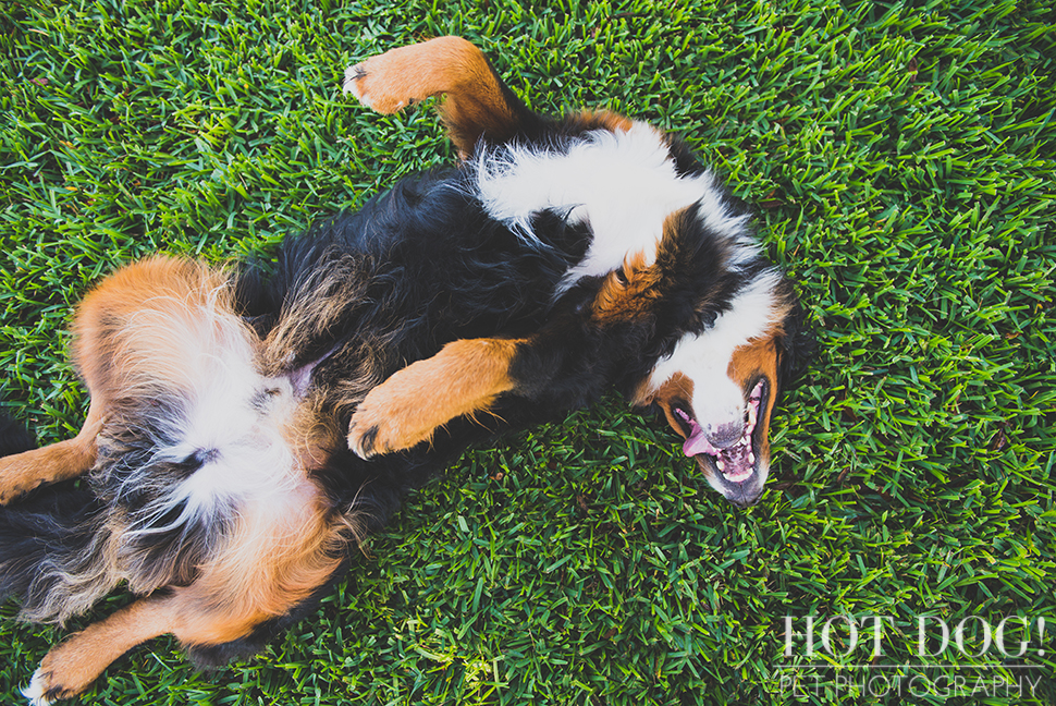 Fuji, Hauk and Kili the Bernese Mountain Dogs | Orlando Pet Photography