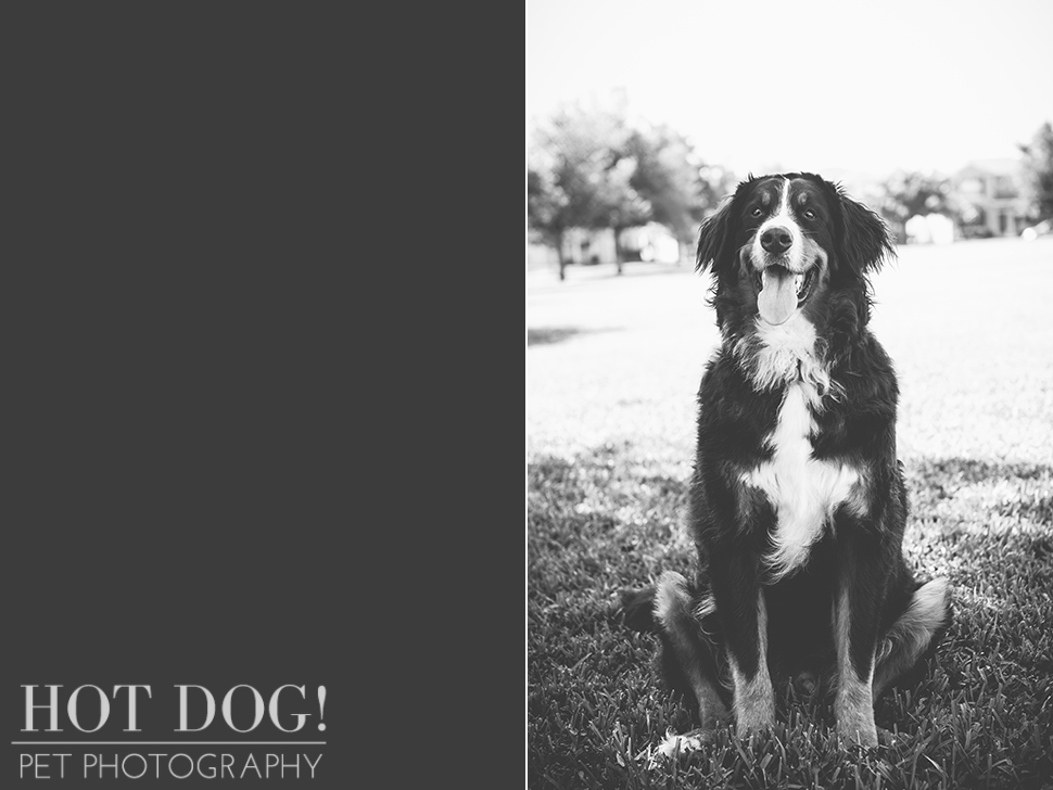 Fuji, Hauk and Kili the Bernese Mountain Dogs | Orlando Pet Photography