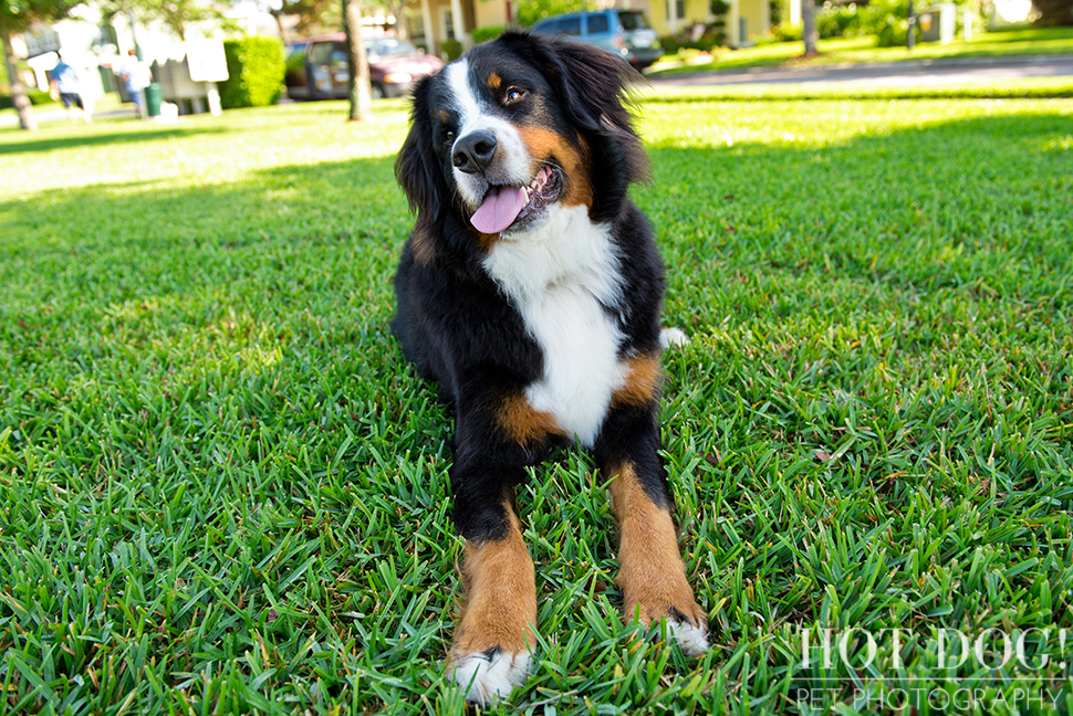 Fuji, Hauk and Kili the Bernese Mountain Dogs | Orlando Pet Photography