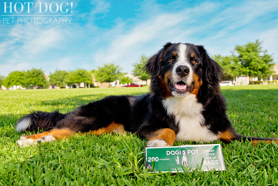 Fuji, Hauk and Kili the Bernese Mountain Dogs | Orlando Pet Photography