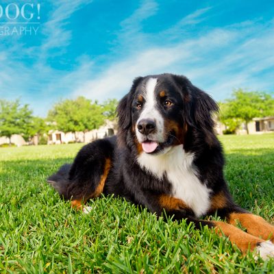 Fuji, Hauk and Kili the Bernese Mountain Dogs | Orlando Pet Photography