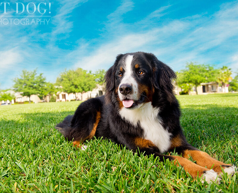 Fuji, Hauk and Kili the Bernese Mountain Dogs | Orlando Pet Photography