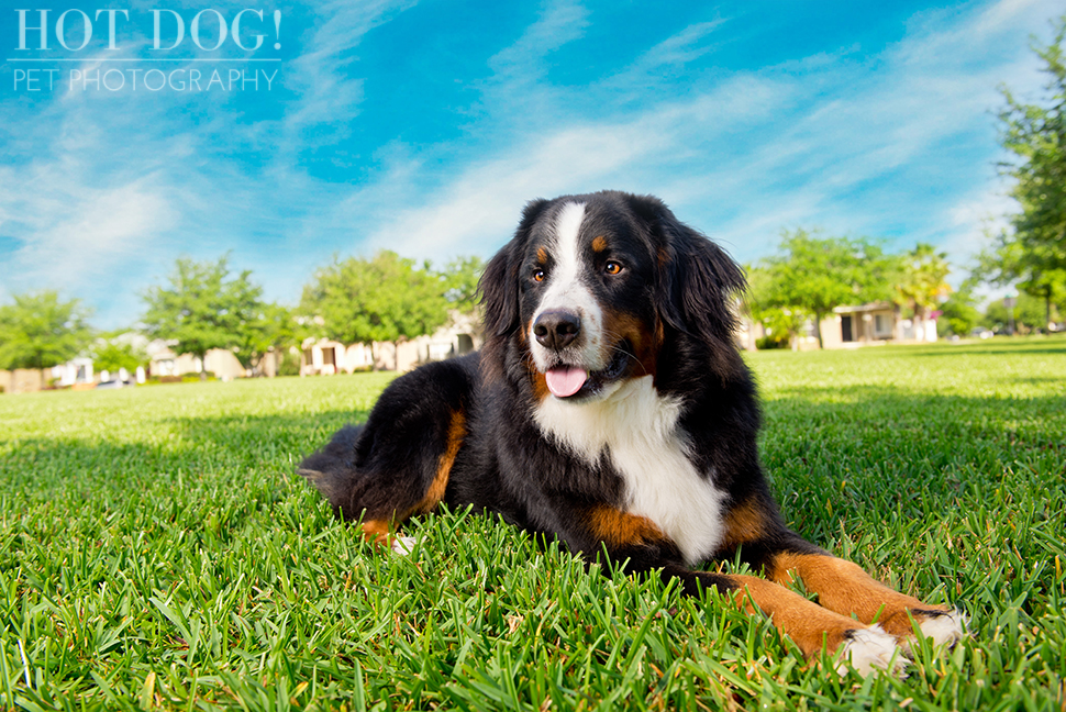 Fuji, Hauk and Kili the Bernese Mountain Dogs | Orlando Pet Photography