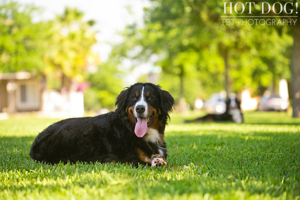 Fuji, Hauk and Kili the Bernese Mountain Dogs | Orlando Pet Photography