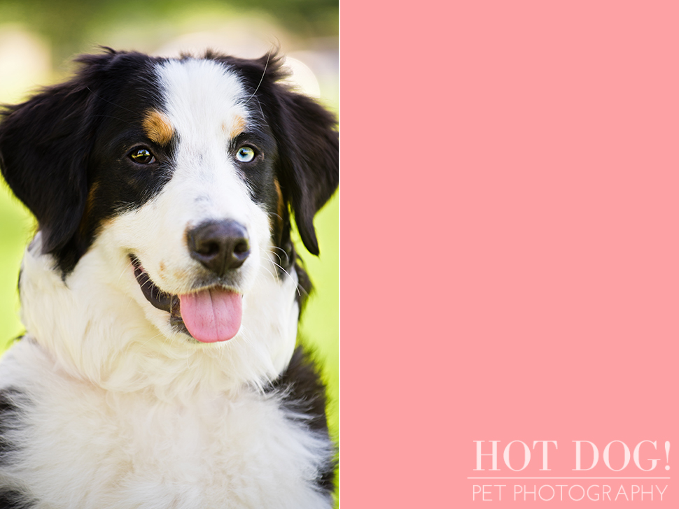 Fuji, Hauk and Kili the Bernese Mountain Dogs | Orlando Pet Photography