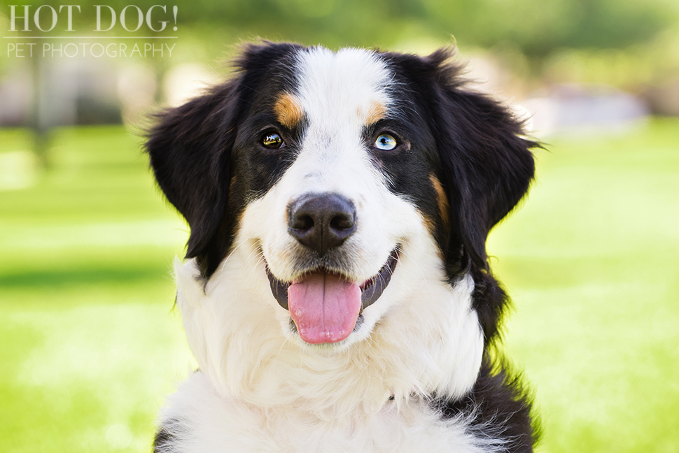 Fuji, Hauk and Kili the Bernese Mountain Dogs | Orlando Pet Photography