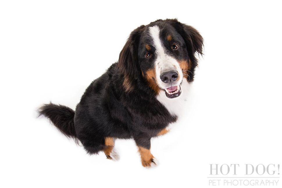 Fuji, Hauk and Kili the Bernese Mountain Dogs | Orlando Pet Photography