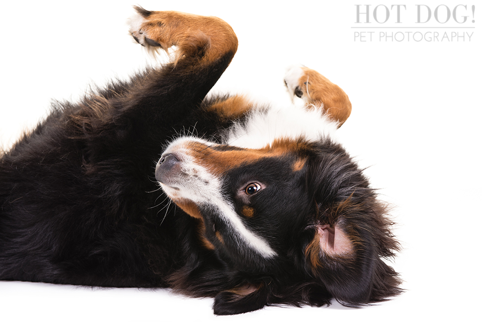 Fuji, Hauk and Kili the Bernese Mountain Dogs | Orlando Pet Photography