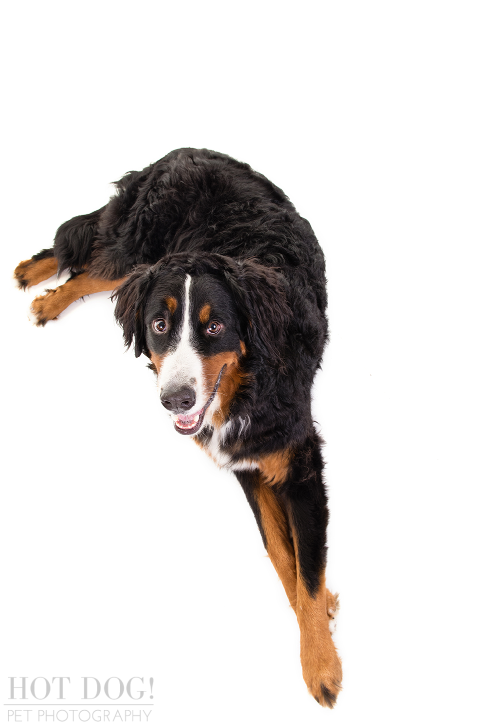 Fuji, Hauk and Kili the Bernese Mountain Dogs | Orlando Pet Photography