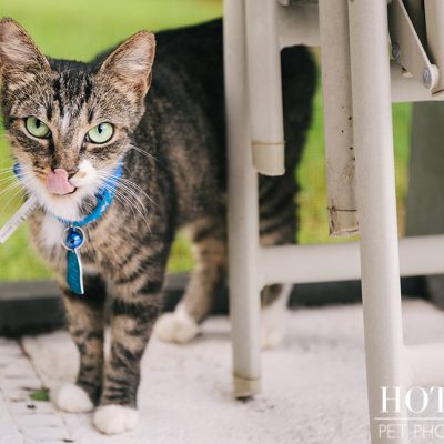 Alice | Avalon Park Stray Cat