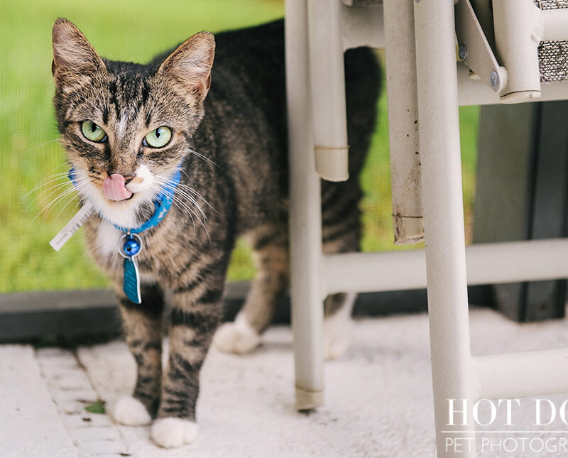 Alice | Avalon Park Stray Cat