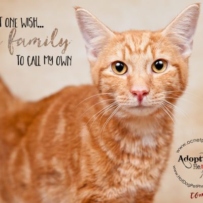 A Home for the Holidays | Adoptable Cats