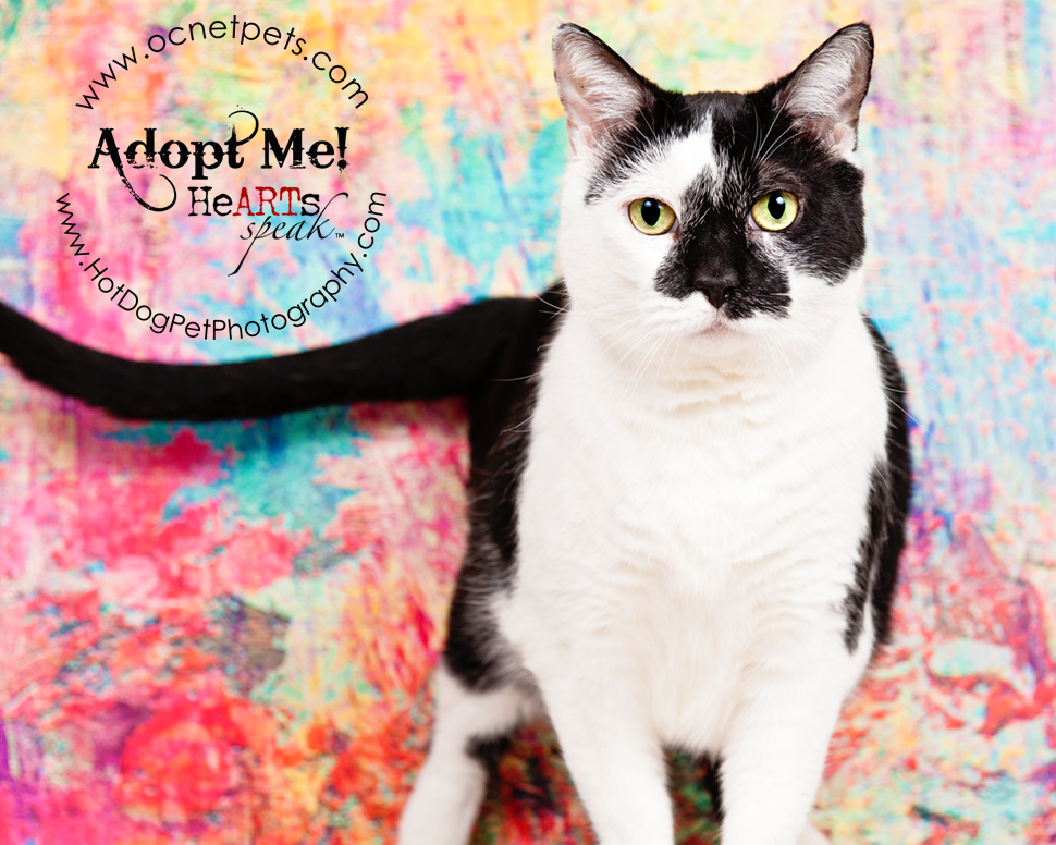 Furever Love February 1-14 Adoption Promo