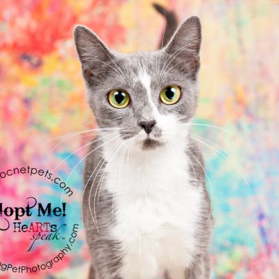 Furever Love February 1-14 Adoption Promo