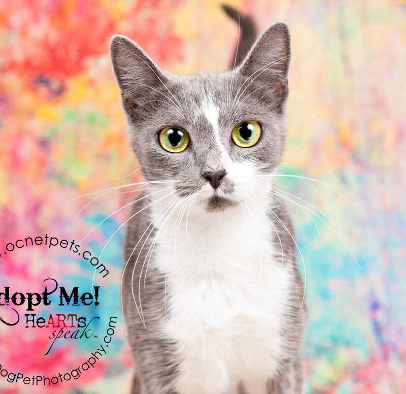 Furever Love February 1-14 Adoption Promo