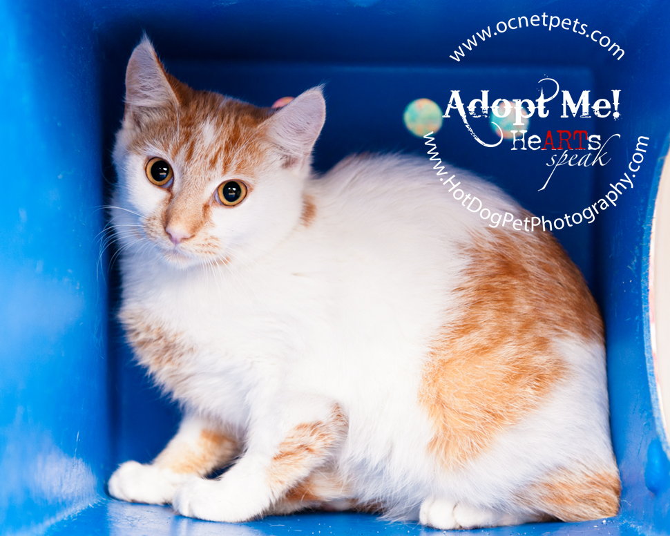 Furever Love February 1-14 Adoption Promo