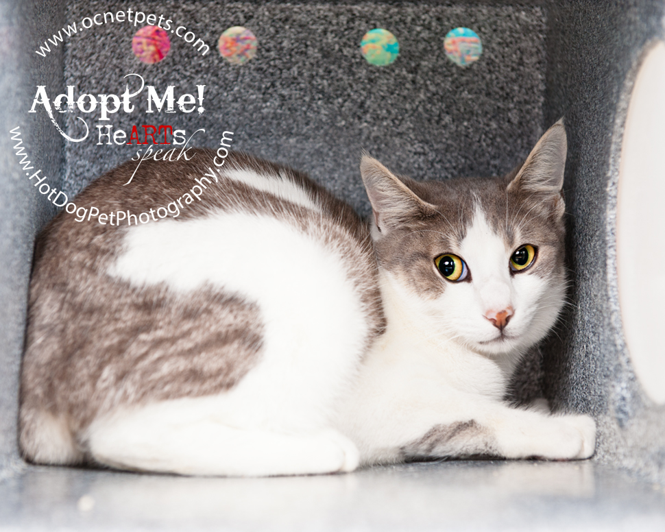 Furever Love February 1-14 Adoption Promo