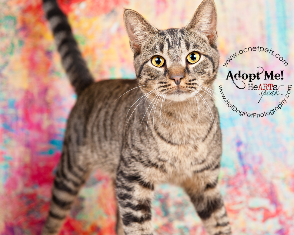 Furever Love February 1-14 Adoption Promo