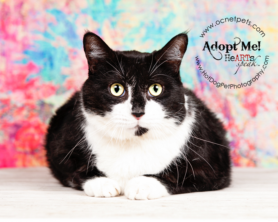 Furever Love February 1-14 Adoption Promo