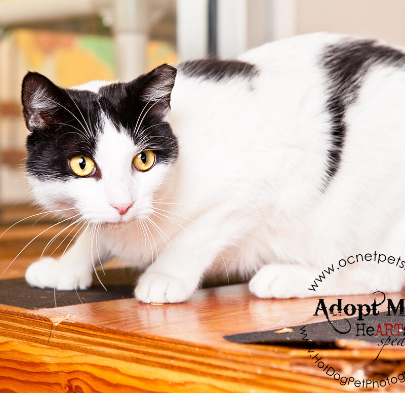 Luck of the Paw | March Cat Adoptions at OCAS