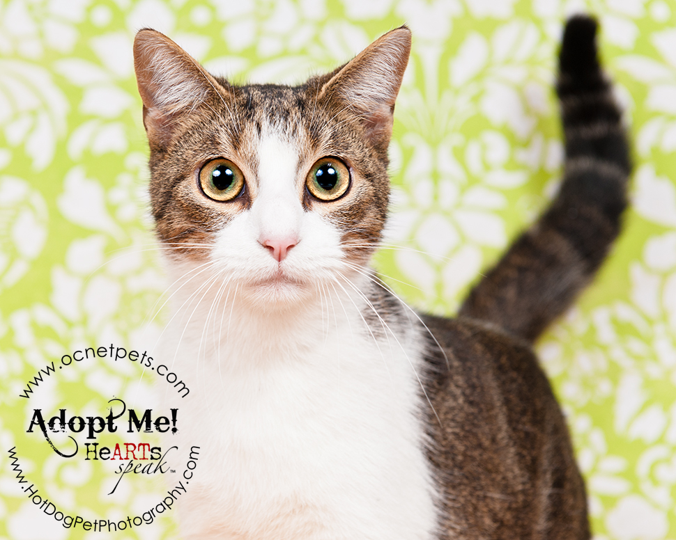 Luck of the Paw | March Cat Adoptions