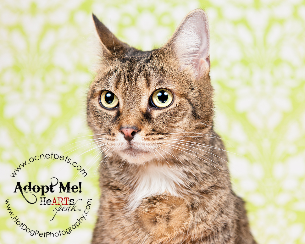 Luck of the Paw | March Cat Adoptions
