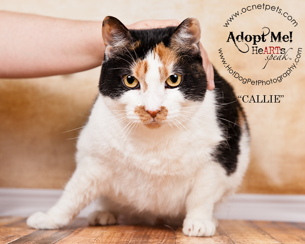 Adopt a Senior Pet Month | Cats in Orlando, FL