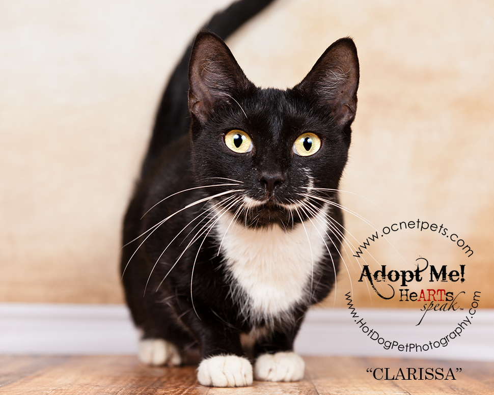 Adopt a Senior Pet Month | Cats in Orlando, FL