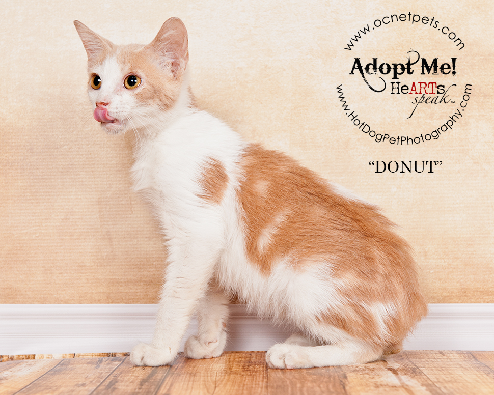 Adopt a Senior Pet Month | Cats in Orlando, FL - Hot Dog! Pet Photography