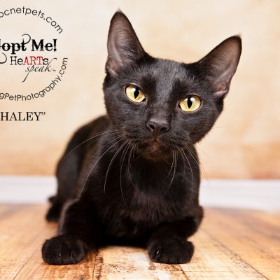 Adopt a Senior Pet Month | Cats in Orlando, FL